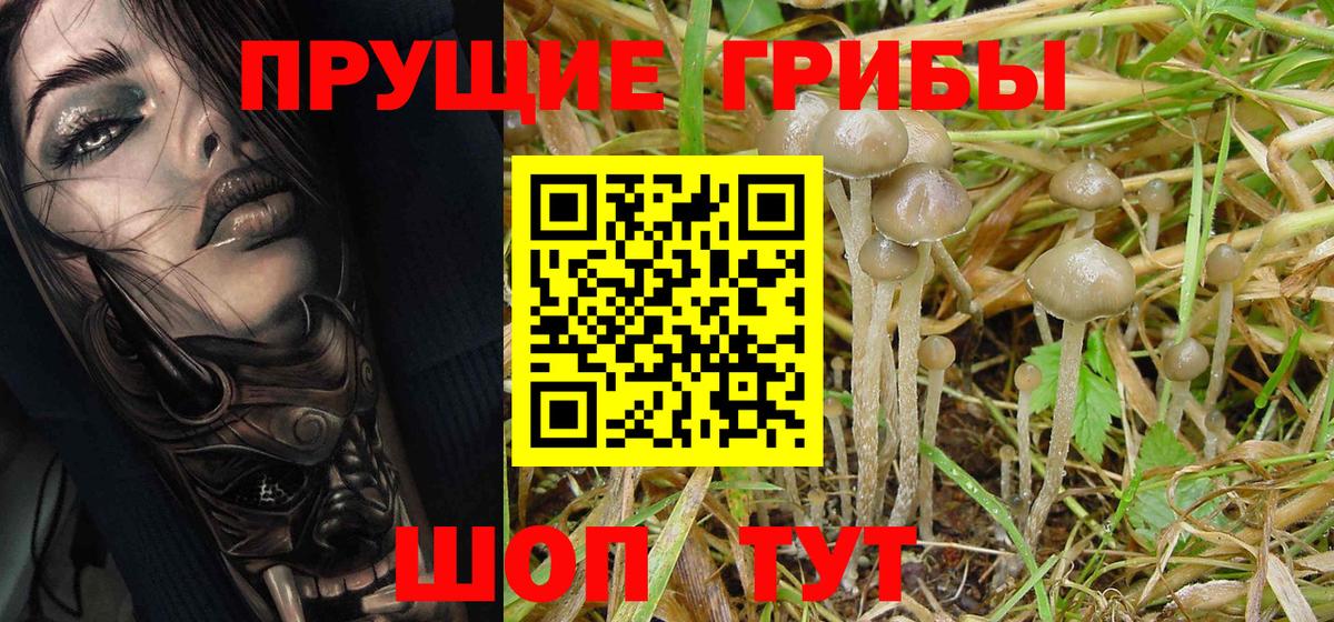Галлюциногенные грибы Cubensis Волгоград